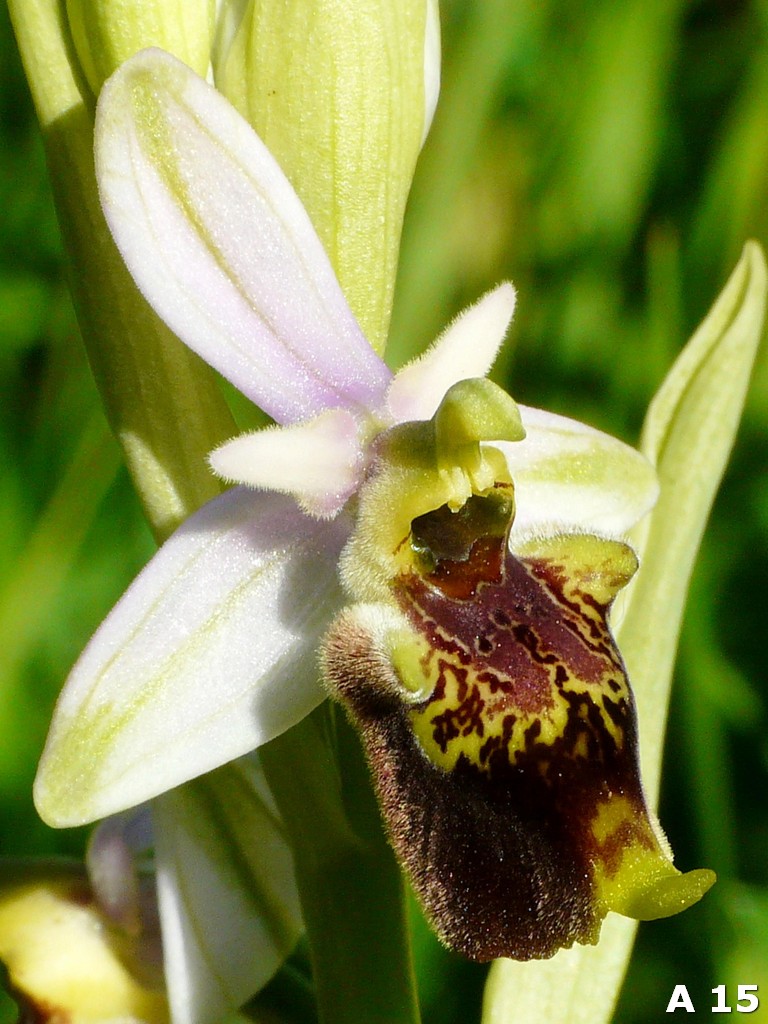 Ophrys dinarica (=Ophrys personata)  in Abruzzo